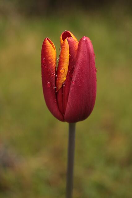 Tulpe