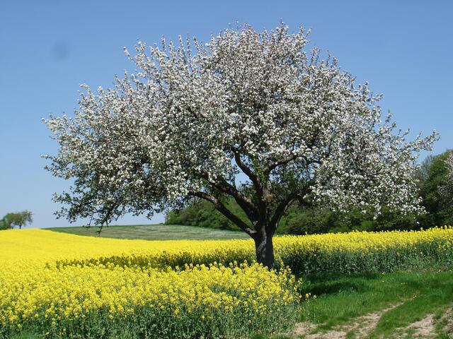 Raps-und Baumblüte in Neunstetten