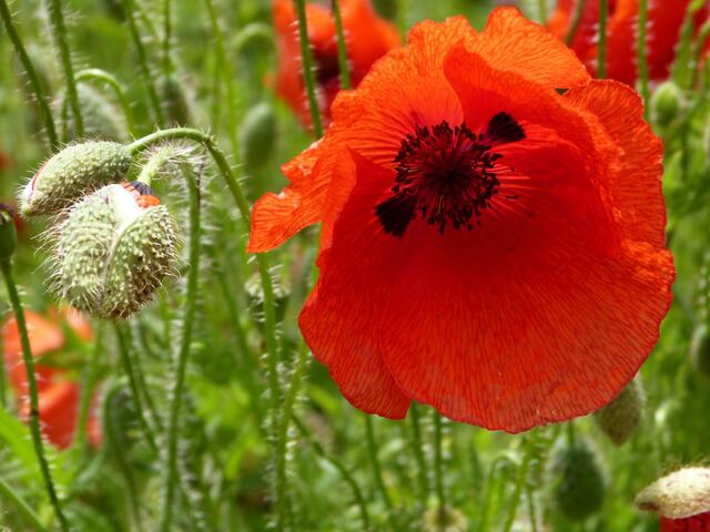 Mohnblume was für ein rot