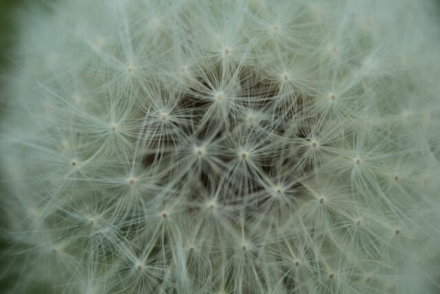 Pusteblume