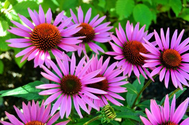 Blumen auf der Landesgartenschau 2016