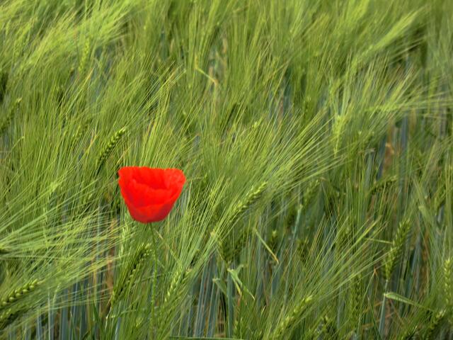 Einsam im Kornfeld