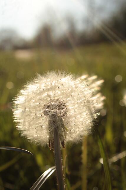 Pusteblume im Sonnenschein in Untergriesheim