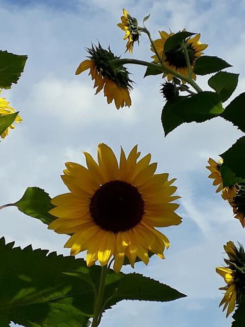 Sonnenblumen recken sich in den Himmel