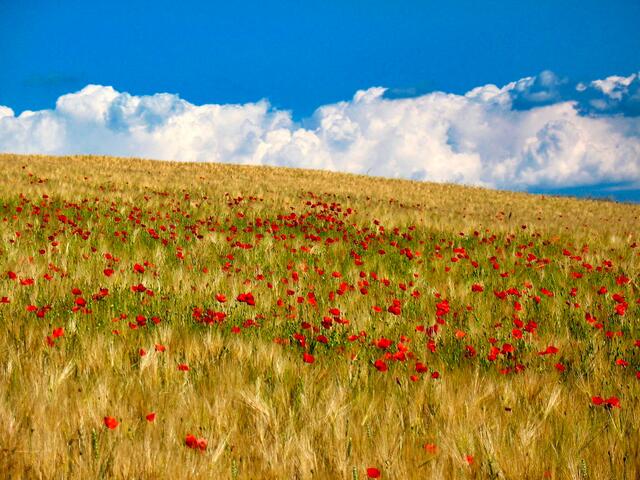 Rote Farbtupfer im Kornfeld