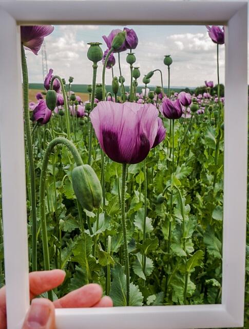 Mohnblume im Bilderrahmen