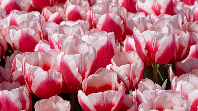 94000 Tulpen am Kiliansplatz HN 2020