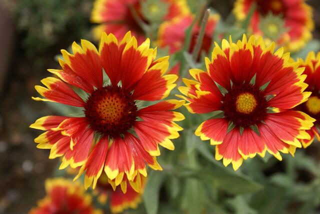 Kokardenblumen