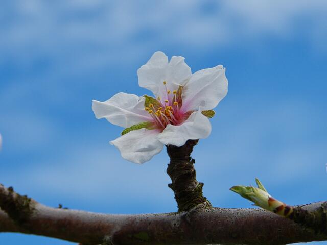 Mandelblüte, das Frühjahr kommt