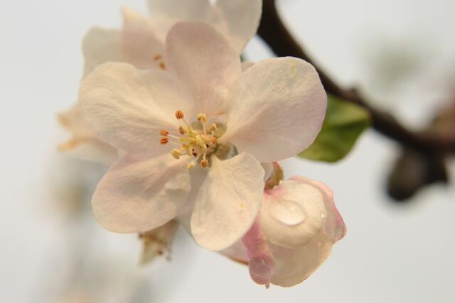 Apfelblüten in Oedheim