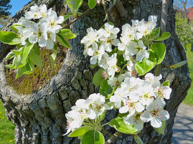 Alter Baum und neue Blüten