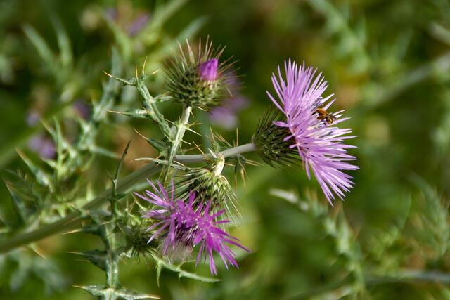 Flockenblume