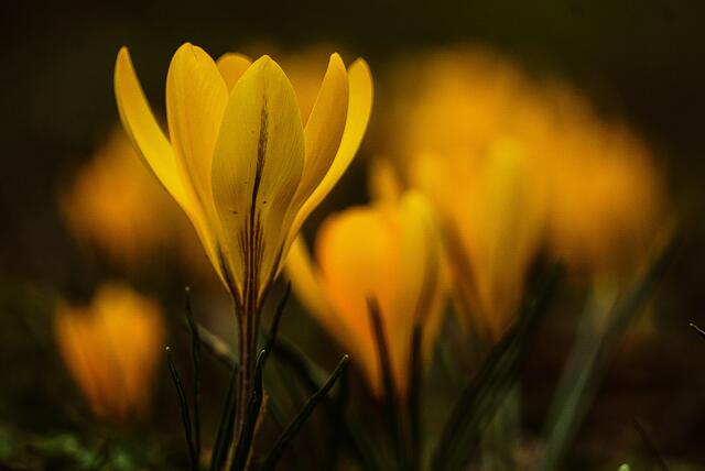 Krokusse