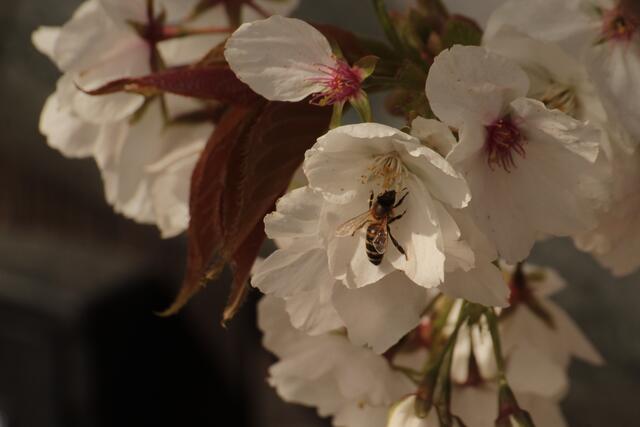 Biene auf einer Kirschblüte