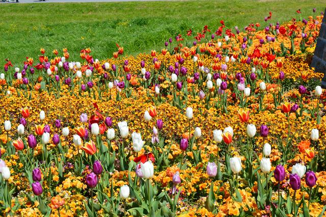 Blumenmeer