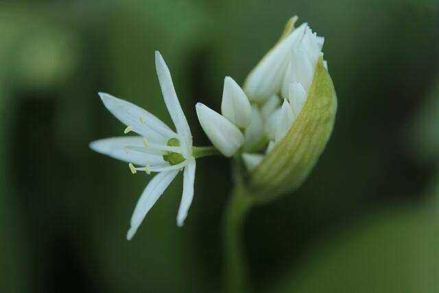 Bärlauchblüte