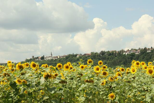 Sonnenblumen in Krautheim