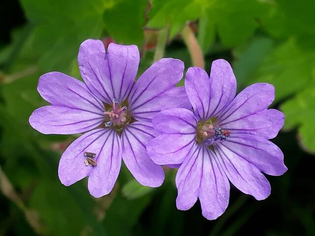 Wiesenstorchschnabel