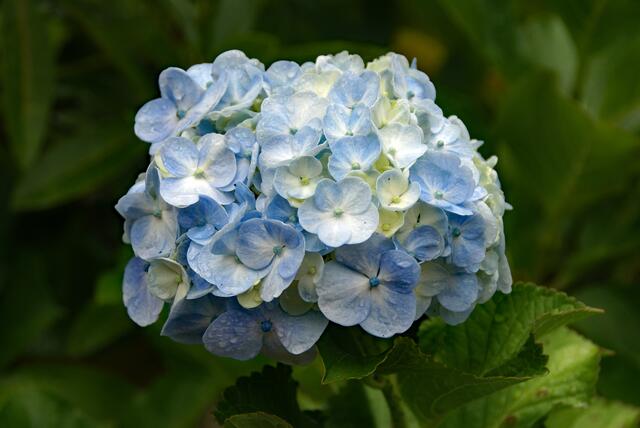 Hortensie nach dem Regen