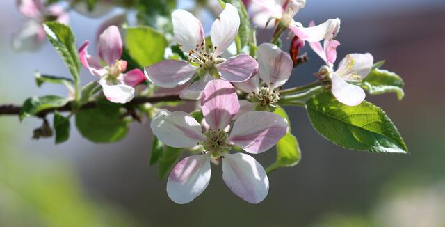 Apfelblüten