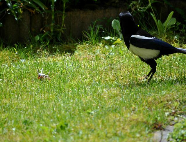 Endlich ist die Katze weg und die Elster landet auf der Wiese. | Foto: Daniela Somers
