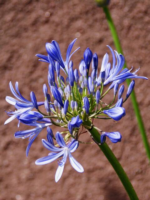 Agapanthus