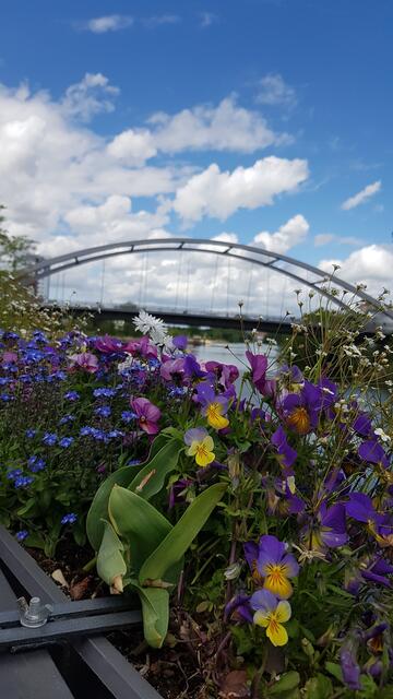 Neckarbogen
