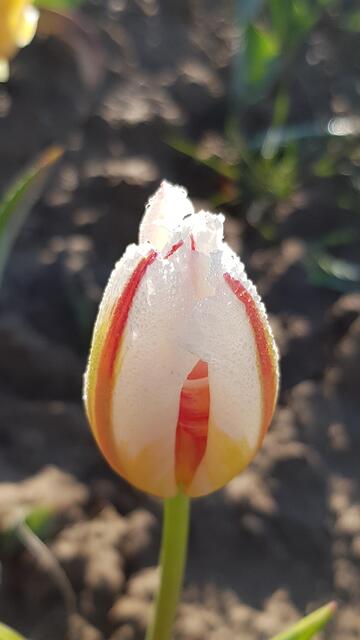 Tulpe am Morgen