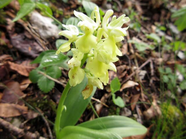 Das Blasse Knabenkraut (orchis pallens)