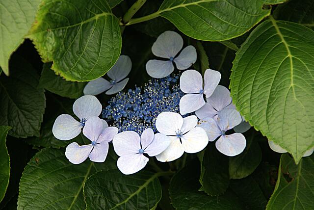 Hortensie