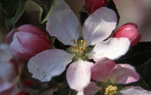 Apfelblüte