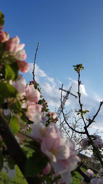 Apfelblüte