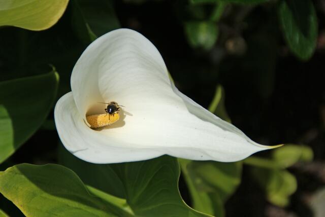 Calla