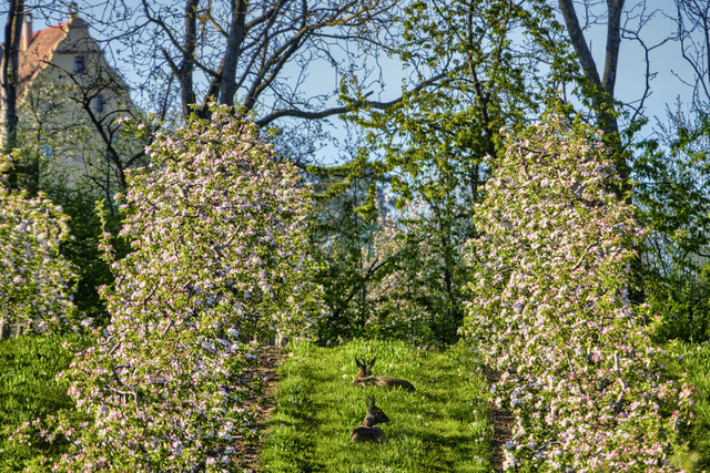 Rehe zwischen Apfelbäumchen schlafend..