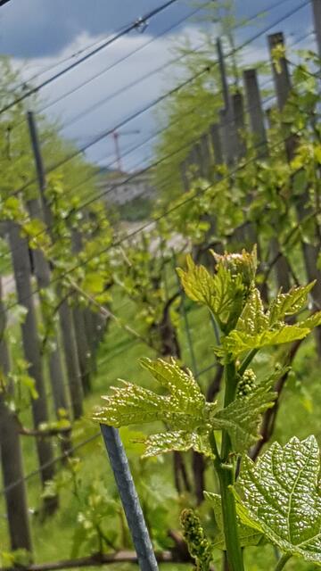 Weinreben