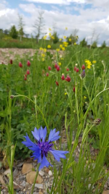 Kunterbunt
