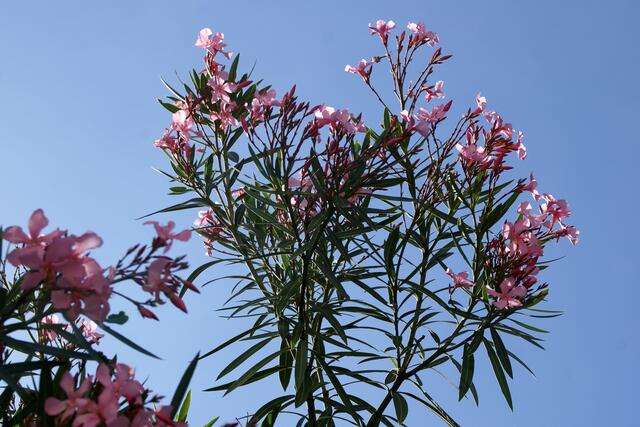 Oleander