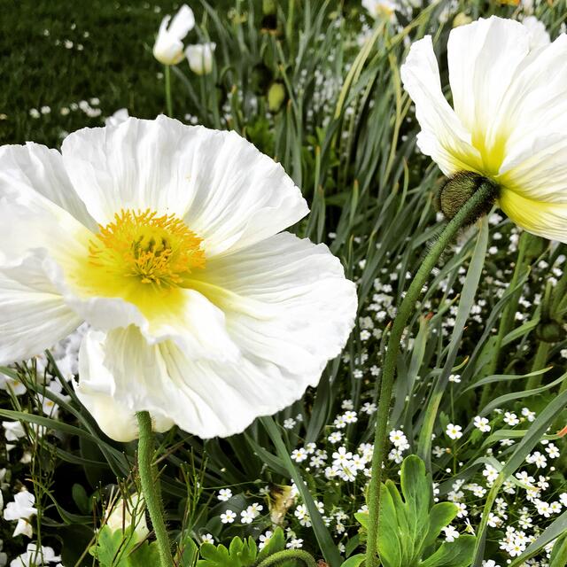 Islandmohn