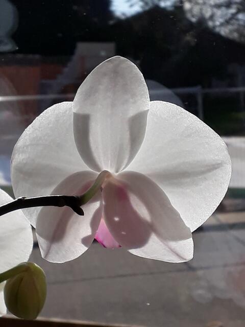 Orchidee am Blumenfenster
