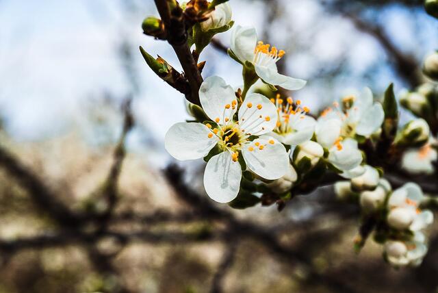 Zwetschgenbaumblüten