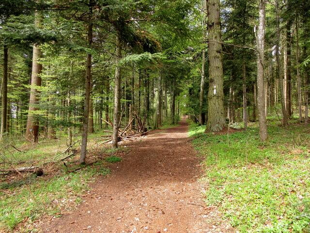 Auf diesen schönen und ebenen Waldweg verzichteten wir zugunsten des Traufgängerles, das uns unten an der Hexenküche vorbei führte.