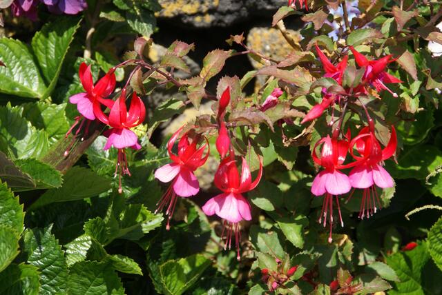Fuchsien