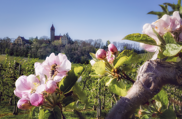 Apfelblüte mit Biene...