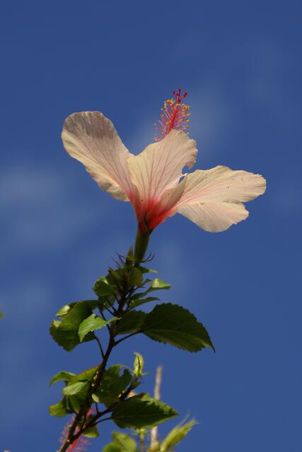 himmelstrebender Hibiskus