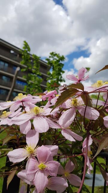 Zartes Rosa