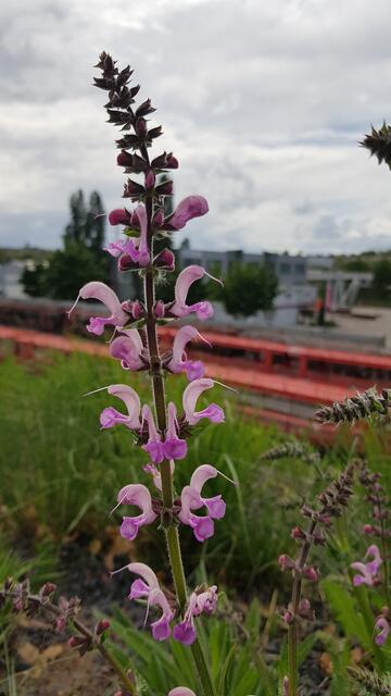Blick auf die Bahngleise