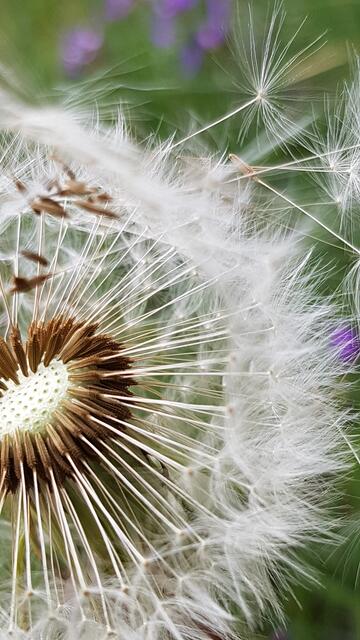 Puste Blume