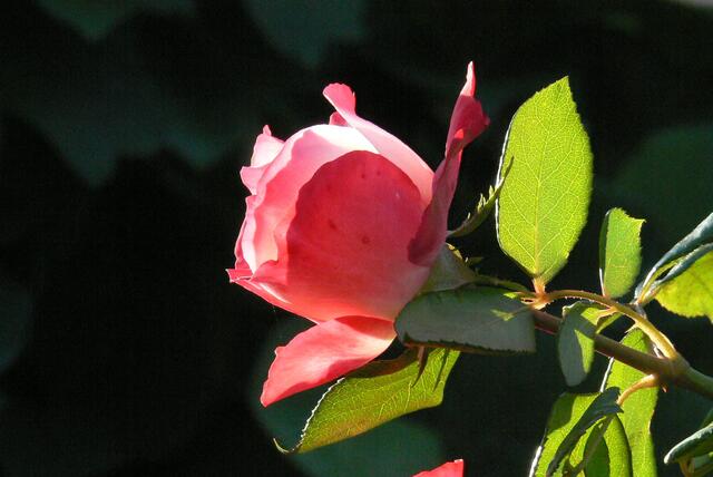 Rosengruß