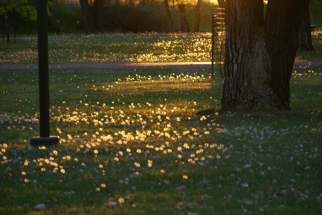 Die Pusteblumen glühen