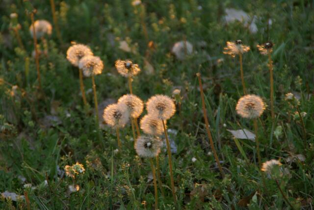 Pusteblumen im Abendlicht